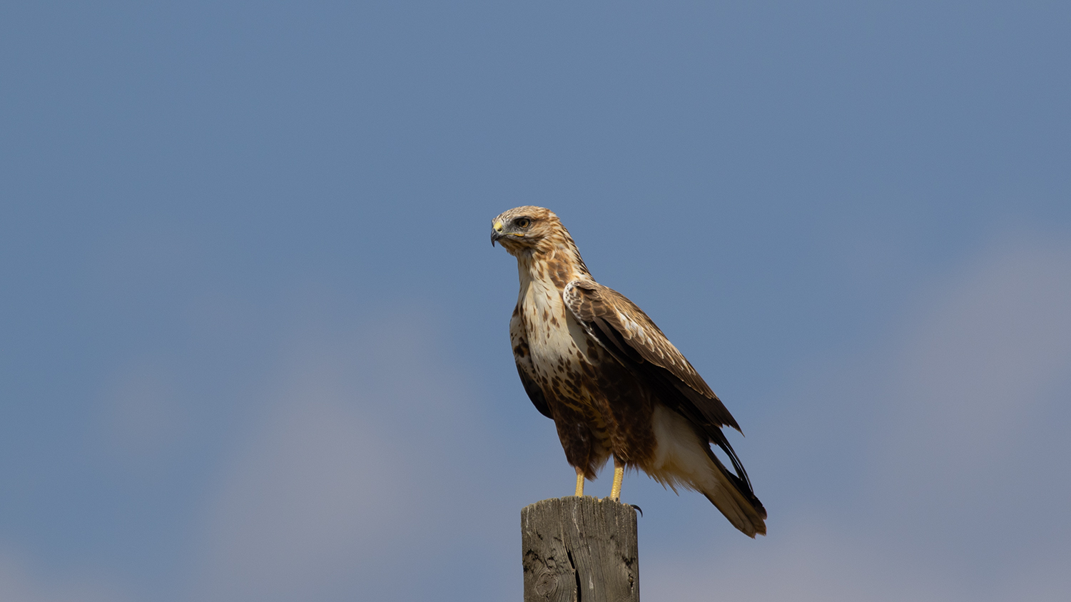 Long-legged Buzzard